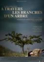 A Travers Les Branches D'un Arbre